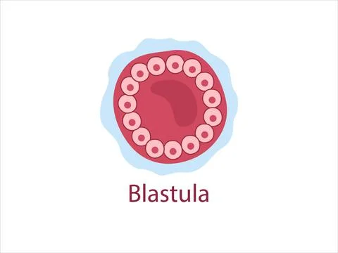 Blastula Stock Illustration