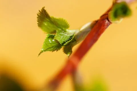 Blatt am Ast Foto stock