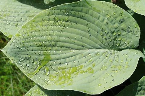 Blatt mit Wassertropfen Stock Photos