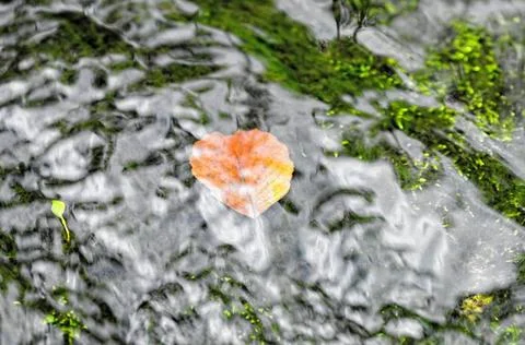 Blatt unter fließendem Wasser Blatt unter fließendem Wasser, Leaf of runni. Stock Photos