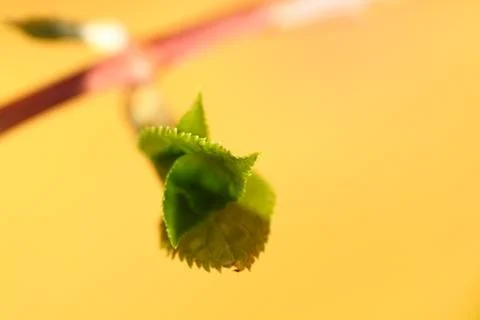 Blatt zackig Stock Photos