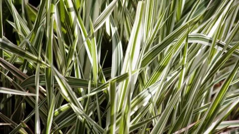 Blätter im Wind Stock Photos