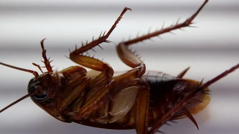 Blattodea slept dead  Stock Footage 146648137