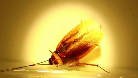 Blattodea slept dead  Stock Footage 154535490