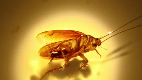 Blattodea slept dead  Stock Footage 154535530