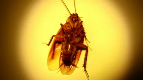 Blattodea slept dead  Stock Footage 154535534