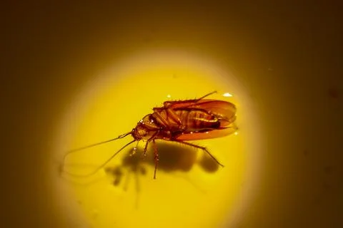 Blattodea slept dead Stock-Fotos