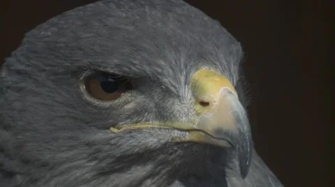 Blaubussardh264 Stock Footage 2072824