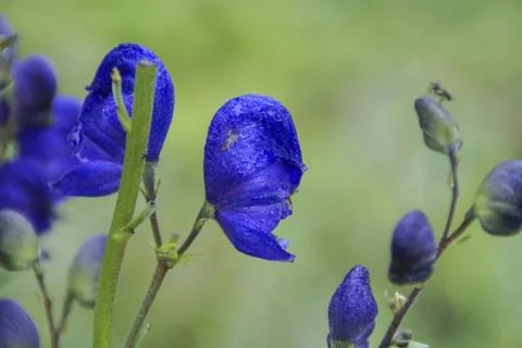  Blauer Eisenhut, lateinisch: Aconitum napellus Blauer Eisenhut, lateinisc... Stock Photos