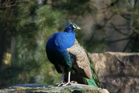 Blauer Pfau Stock Photos