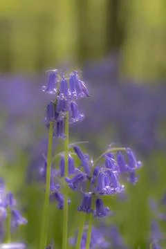 Blauer Wald atlantischen Hasenglöckchen Stock Photos