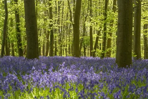 Blauer Wald atlantisches Hasenglöckchen Stock Photos