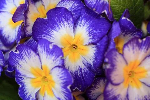 Blaugelb Stock Photos