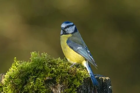 Blaumeise Stock Photos