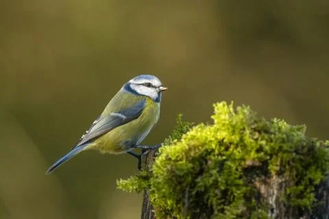 Blaumeise Stock Photos