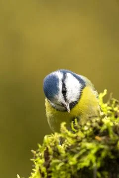Blaumeise Stock Photos
