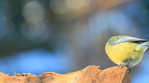 BlaumeiselangsamfaA30fps Stock Footage 612467