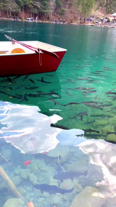 Blausee, a blue lake. Vidéo 211796687