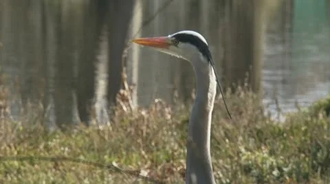 Blauwe reiger - grey heron - ardea cinerea 1080i 02 cu Stock Footage