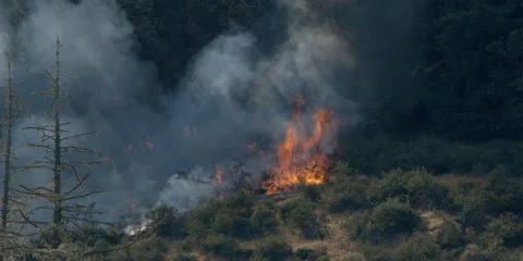 Blaze advancing across brushy slope as smoke veils flames in timber behind Stock Footage 59112329