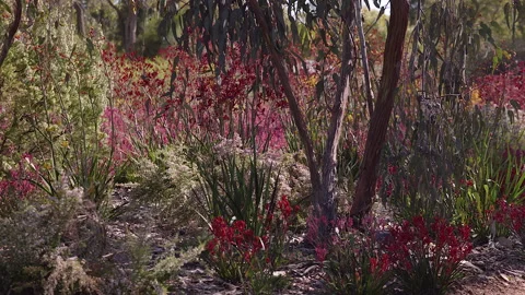 A blaze of colour from Perth wildflowers at springtime Stock-Footage 165932032