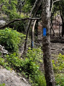 Blaze on a tree Foto stock