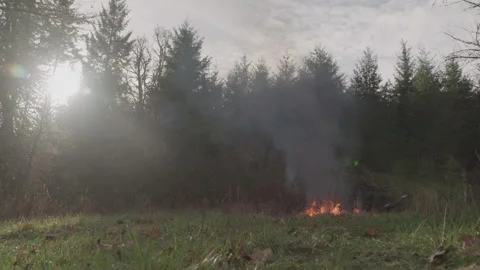 Blazing Fire Burning In Forest Stock Footage 270395238