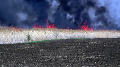 Blazing fire of dry rush - A bulrush burning orange and red Stock Footage 24872179
