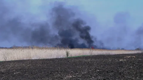 Blazing fire of dry rush - A bulrush burning orange and red Stock Footage 24872469