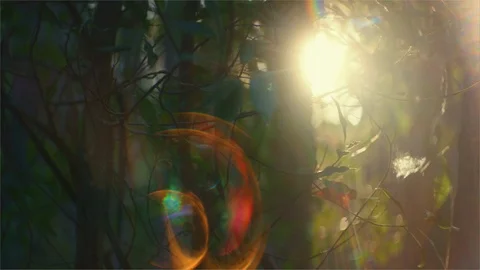 Blazing light flaring through trees in the forest Stock Footage 107274053