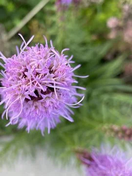 Blazing Star Bloom Foto stock