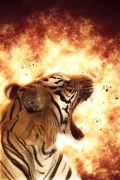 Blazzing tiger on black background Stock Photos