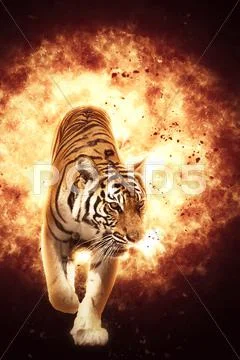 Blazzing tiger on black background Stock Photos
