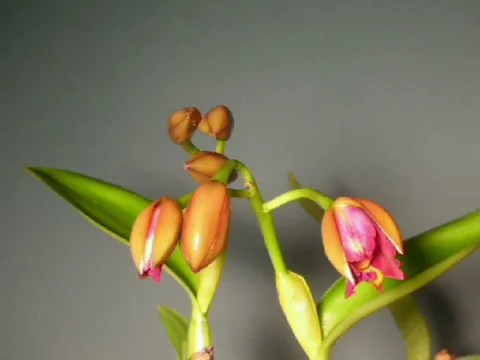 BLC haw yuan Video stock 915461