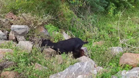 A blck goat on hills side. Stock Footage 244862738