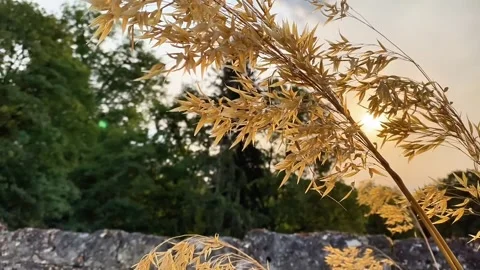 Blé Video stock 326300543