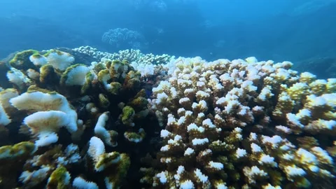 Bleached and dead corals on the pacific ocean floor Video stock 346009892
