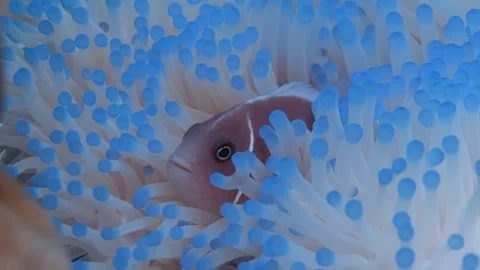 Bleached anemone and clown fish Stock Footage 277864065