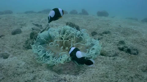 Bleached Anemone with clownfish Stock Footage 146773712