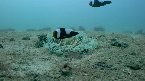 Bleached Anemone coral Stock Footage 146773710