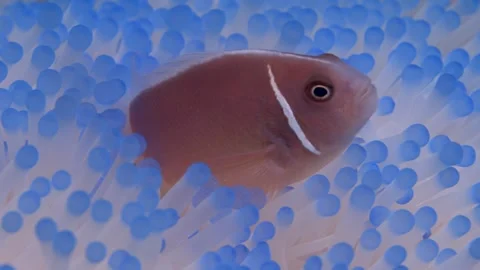 Bleached anemone Stock Footage 277863702