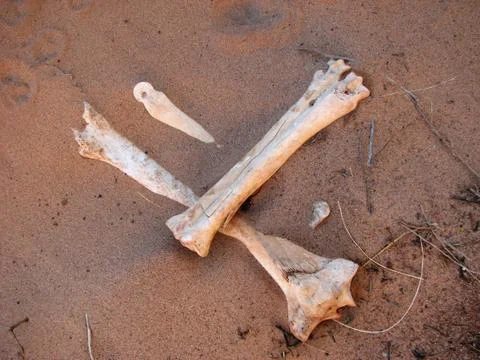 Bleached bones Foto stock