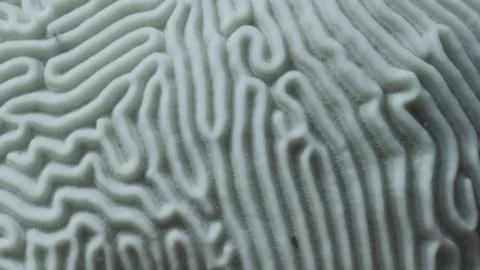 Bleached brain coral closeup Stock-Footage 255986537