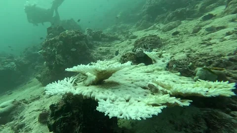 Bleached coral and a diver in the background Stock Footage 286377220