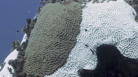 Bleached Coral Stock Footage 255986193