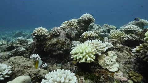 Bleached coral reef Video stock 66203914