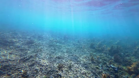 Bleached Coral Reef Stock Footage 323950086