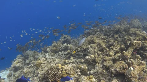 Bleached coral reef. Global warming, effect of El Nino. Maldives, 4K Stock Footage 128977661