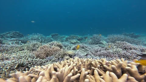 A bleached coral reef with a variety of hard corals. Stock Footage 294308693