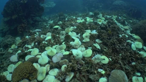Bleached coral swim over Stock Footage 146772928